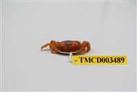 藏品(隆背大眼蟹)的圖片